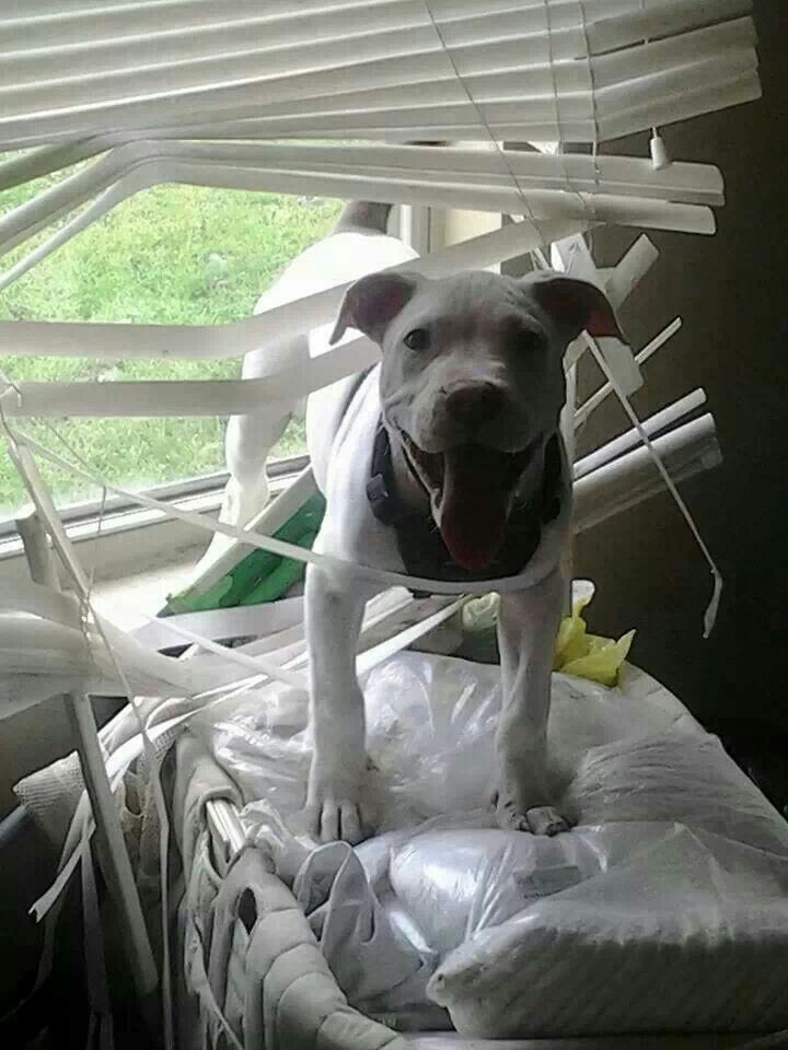 anti pets Integral Blinds